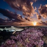 1977 ernannte die UNESCO Fakarava und angrenzende Atolle Französisch-Polynesiens zum Biosphärenreservat. Im kristallklaren Wasser gedeihen Korallenriffe und Seegraswiesen. Hier schaut die Haipatrouille vor Einbruch der Dunkelheit noch einmal nach dem Rechten. Dank strenger Schutzmaßnahmen können sich die Räuber sicher fühlen – ganz im Gegensatz zu ihrer Beute. US-Fotografin Renee Capozzola ergatterte mit der perfekt komponierten Aufnahme den zweiten Platz in der Kategorie „Riffe“ des „Unterwater Photographer of the Year Award“. Er wird jährlich von einer Jury renommierter Unterwasserfotografen verliehen.