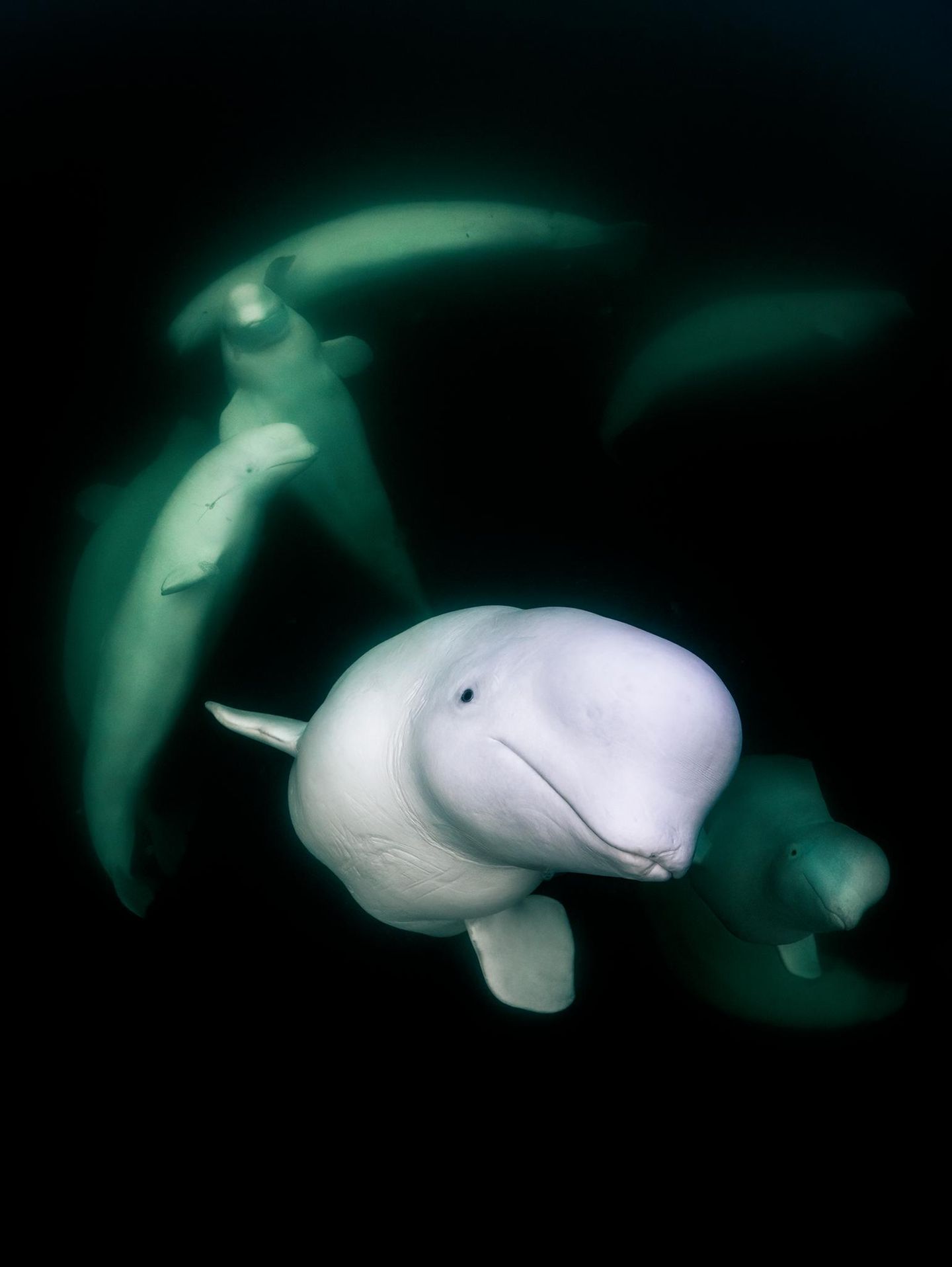 Als die spanische Fotografin Merche Llobera in der kanadischen Hudson Bay herumpaddelte, traf sie auf einen Trupp neugieriger Belugas, die ergründen wollten, wer oder was sich da in ihr Revier verirrt hatte. Aus Perspektive der Wale war nur die Unterseite eines Surfbretts zu sehen, von dem aus zwei Arme, ein Kopf und eine Kamera ins Wasser baumelten. Das merkwürdige Wesen an der Oberfläche gab hohe Laute von sich, die Menschen als freudiges Lachen identifiziert hätten. „Die Belugas kamen zu mir und schwammen wieder fort, wie es ihnen gefiel, sie erwiderten meinen Blick, gaben Laute von sich und beobachteten mich mit unverkennbarer Neugier“, sagt Llobera, deren Aufnahme ihr den dritten Platz in der Kategorie „Porträt“ sicherte. „In diesen Momenten fragte ich mich, wer hier eigentlich wen beobachtet.“