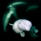 Als die spanische Fotografin Merche Llobera in der kanadischen Hudson Bay herumpaddelte, traf sie auf einen Trupp neugieriger Belugas, die ergründen wollten, wer oder was sich da in ihr Revier verirrt hatte. Aus Perspektive der Wale war nur die Unterseite eines Surfbretts zu sehen, von dem aus zwei Arme, ein Kopf und eine Kamera ins Wasser baumelten. Das merkwürdige Wesen an der Oberfläche gab hohe Laute von sich, die Menschen als freudiges Lachen identifiziert hätten. „Die Belugas kamen zu mir und schwammen wieder fort, wie es ihnen gefiel, sie erwiderten meinen Blick, gaben Laute von sich und beobachteten mich mit unverkennbarer Neugier“, sagt Llobera, deren Aufnahme ihr den dritten Platz in der Kategorie „Porträt“ sicherte. „In diesen Momenten fragte ich mich, wer hier eigentlich wen beobachtet.“