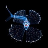 Wie ein kleiner, filigraner Drache wirkt dieser durchscheinende Tiefseefisch. Doch sein aufgerissener Schlund lässt bereits ahnen, dass er einen mordsmäßigen Appetit hat. Kali colubrina zählt zur Familie der Schwarzen Schlinger. Ihre Mitglieder verleiben sich Beute ein, die doppelt so groß und zehnmal so schwer ist wie sie selbst. Dazu dehnt sich ihr Magen wie ein Ballon. „Sie sind notorisch schwierig abzulichten, weil sie die lästige Angewohnheit haben, kopfüber in der Wassersäule zu hängen und geradewegs nach unten zu schauen“, erzählt Fotograf Steven Kovacs. Dieses Exemplar schwamm ihm bei einem nächtlichen Tauchgang im offenen Meer vor Florida vor die Linse. Für die preisgekrönte Porträtaufnahme erlaubte es gnädig einen Blick auf seine hakenförmigen, einklappbaren Zahnreihen.