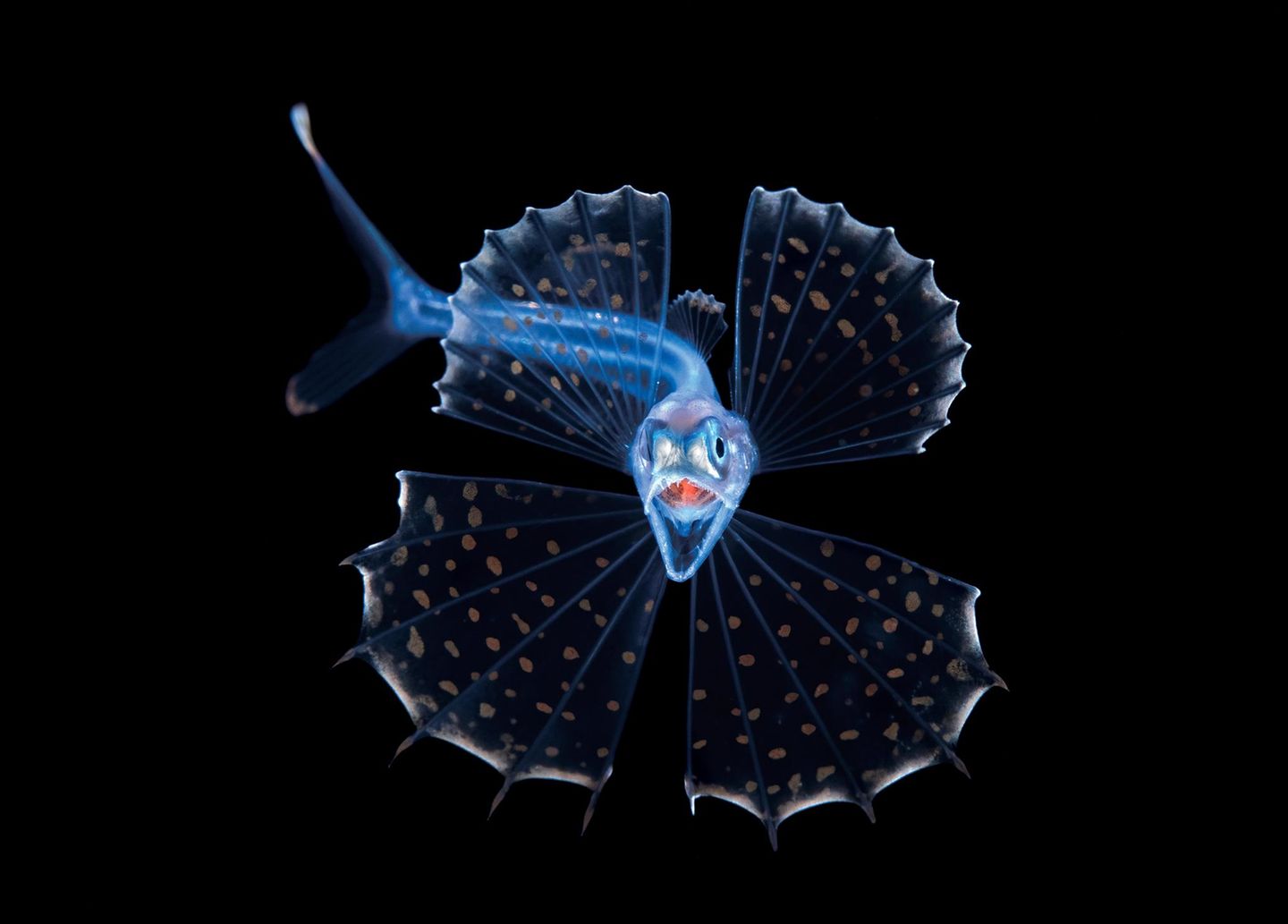 Wie ein kleiner, filigraner Drache wirkt dieser durchscheinende Tiefseefisch. Doch sein aufgerissener Schlund lässt bereits ahnen, dass er einen mordsmäßigen Appetit hat. Kali colubrina zählt zur Familie der Schwarzen Schlinger. Ihre Mitglieder verleiben sich Beute ein, die doppelt so groß und zehnmal so schwer ist wie sie selbst. Dazu dehnt sich ihr Magen wie ein Ballon. „Sie sind notorisch schwierig abzulichten, weil sie die lästige Angewohnheit haben, kopfüber in der Wassersäule zu hängen und geradewegs nach unten zu schauen“, erzählt Fotograf Steven Kovacs. Dieses Exemplar schwamm ihm bei einem nächtlichen Tauchgang im offenen Meer vor Florida vor die Linse. Für die preisgekrönte Porträtaufnahme erlaubte es gnädig einen Blick auf seine hakenförmigen, einklappbaren Zahnreihen.