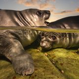 In den ersten Lebenswochen päppeln Seeelefanten-Kühe ihren Nachwuchs mit Muttermilch, die mehr als 50 Prozent Fett enthält. Doppelrahmstufe, sozusagen. Haben die Kleinen genug Babyspeck angesetzt, überlassen die Eltern sie ihrem Schicksal. Fotograf Matty Smith reiste auf die Falkland-Inseln, um den abrupten Start der Jungtiere in die Selbstständigkeit festzuhalten. „Ich beobachtete, wie Dutzende von ihnen in flachen Felsenpools übereinander kletterten und ungelenkt schwimmen lernten.“ An seinem ersten Abend auf Sea Lion Island färbte ein dramatischer Sonnenuntergang den Himmel. Smith warf sich in seinen Neoprenanzug und stieg ohne zu zögern in die eisigen Fluten. So entstand das Siegerfoto des gesamten Wettbewerbs. Das Urteil der Jury? „Kaltes Wasser kontrastiert mit herzerwärmender Niedlichkeit.“