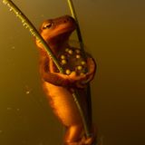 Wer meint, in diesem Bild mütterliche Liebe und Fürsorge zu erspähen, der irrt. Denn die Eier, die das Weibchen des Kalifornisches Gelbbauchmolchs so zärtlich im Arm hält, sind gar nicht seine. Sie kleben nur zufällig an den Halmen, die es umklammert, während es seine eigenen Eier ablegt. Es wiegt also unabsichtlich die Kinder der Konkurrenz. Und lässt sich dabei von Anton Sorokin ablichten, dessen Aufnahme den dritten Platz in der Kategorie „Verhalten“ gewinnt.