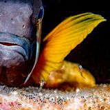 Aus Kinderperspektive wirken Eltern zunächst überlebensgroß: allmächtig, allwissend, allgegenwärtig. Dieser Anemonenfisch ist gerade mal zehn bis fünfzehn Zentimeter lang, doch seinen Nachwuchs überragt er tatsächlich um Längen. Der japanische Fotograf Kazushige Horiguchi hat exakt jenen Moment festgehalten, in dem die transparenten Larven aus ihren gut bewachten Eiern schlüpften. „Ein solches Bild haben wir noch nie gesehen“, schwärmt die Jury – und kührt Horiguchi zum Sieger der Kategorie „Verhalten“. 