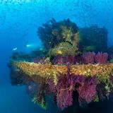 Der Frachter „Prosper Schiaffino“ transportierte Rotwein von Algerien nach Frankreich, als er 1945 vor der Côte d'Azur auf eine Seemine lief und sank. Zwei Besatzungsmitglieder ließen ihr Leben. Doch aus dem stählernen Sarg wurde ein blühendes Ökosystem. „Jeder Quadratzentimeter ist mit Leben bedeckt“, schwärmt Fotograf Jean-Baptiste Cazajous. Gorgonien und Schwämme, Fahnen- und Zackenbarsche, Zahnbrassen und Demoisellen bevölkern das Wrack. „Wir wollen sofort eintauchen“, urteilt die Jury. 
