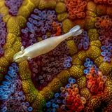 Dieses Bild gibt seine Geheimnisse nicht auf den ersten Blick preis. Das farbenfrohe Muster im Hintergrund? Kein Korallenriff, sondern die Haut eines Mosaik-Seesterns, der vor der Küste Australiens lebt. Ein netzartiges Rippenmuster überzieht seine Oberfläche. Über ihm schwebt auch kein Fisch, sondern eine winzige Partnergarnele, kaum zwei Zentimeter lang. „Momente wie diese sagen viel über die kleinen Leben aus, die zum großen Ganzen beitragen“, sagt Fotograf Simon Theuma, der mit der Aufnahme den dritten Platz in der Kategorie Makro gewann.    