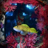 Während die Welt über Wasser im Wintergrau versinkt, dreht dieser Grünling die Farbsättigung hoch. Normalerweise ist er unscheinbar braun gefleckt. Doch zur Paarungszeit glänzt er gülden. Nachdem er die Eier seiner Partnerin befruchtet hat, beschützt er das Gelege unermüdlich, bis die Larven schlüpfen. Dieser Vater schiebt Wache im Wrack der „Stella“. Das 62 Meter lange Schiff wurde im Jahr 2020 vor der koreanischen Küste versenkt, um ein künstliches Riff zu erschaffen – ein Angebot, von dem viele Meereslebewesen bereits eifrig Gebrauch machen.