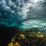 „Das Drama der britischen See“, schwärmt die Jury: „Wunderschönes Licht, goldener Seetang, unruhige Wellen und geheimnisvolle Schatten, vereint in einem einzigen Bildausschnitt.“ Die entrückte Stimmung steht im Gegensatz seiner Entstehung. Denn das Meer vor der schottischen Küste ist rabiat. „Ich habe mich selbst und die Kamera abgestützt, um nicht von der Brandung gegen die mit Seepocken bewachsenen Felsen geworfen zu werden“, erzählt Fotograf Billy Arthur. Mensch und Apparat blieben unversehrt und wurden mit dem dritten Platz in der Kategorie „British Waters Wide Angle“ für ihre Mühen belohnt.   