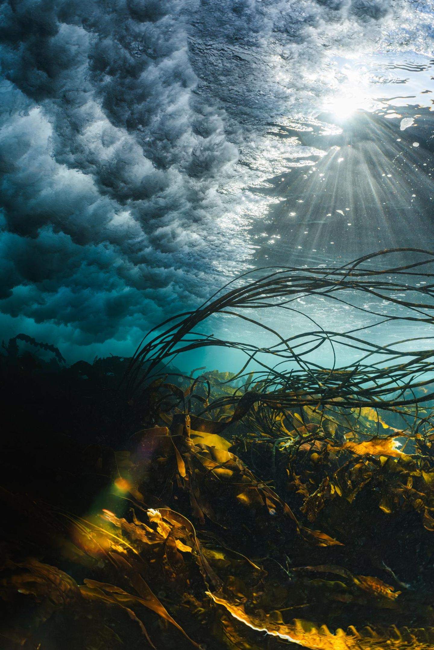 „Das Drama der britischen See“, schwärmt die Jury: „Wunderschönes Licht, goldener Seetang, unruhige Wellen und geheimnisvolle Schatten, vereint in einem einzigen Bildausschnitt.“ Die entrückte Stimmung steht im Gegensatz seiner Entstehung. Denn das Meer vor der schottischen Küste ist rabiat. „Ich habe mich selbst und die Kamera abgestützt, um nicht von der Brandung gegen die mit Seepocken bewachsenen Felsen geworfen zu werden“, erzählt Fotograf Billy Arthur. Mensch und Apparat blieben unversehrt und wurden mit dem dritten Platz in der Kategorie „British Waters Wide Angle“ für ihre Mühen belohnt.   