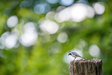 Die Bachstelze gehört zu den ersten Rückkehrern unter den Zugvögeln. (Archivbild) Foto: Lino Mirgeler/dpa