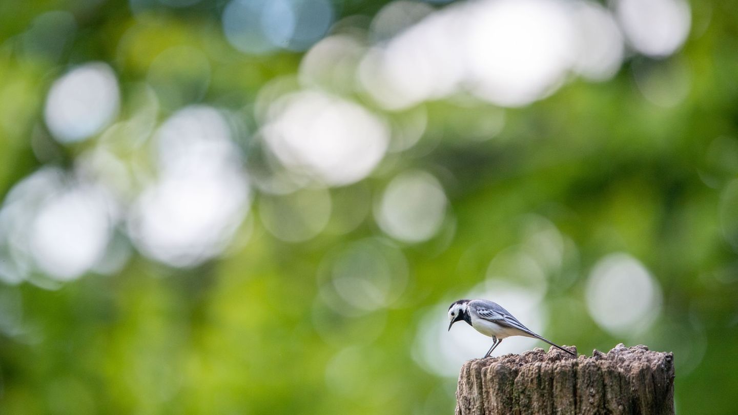 Die Bachstelze gehört zu den ersten Rückkehrern unter den Zugvögeln. (Archivbild) Foto: Lino Mirgeler/dpa