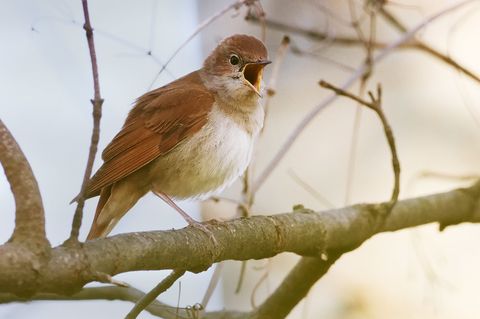 Diese Nachtigall singt aus voller Kehle. Vogelstimmen werden in Hessen nun systematisch landesweit analysiert. (Symbolbild) Foto