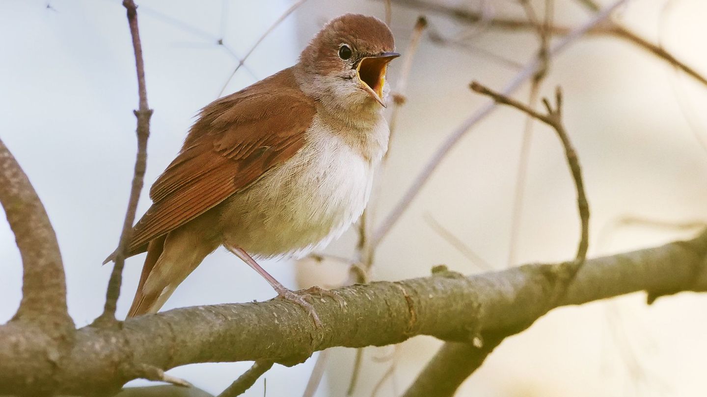 Diese Nachtigall singt aus voller Kehle. Vogelstimmen werden in Hessen nun systematisch landesweit analysiert. (Symbolbild) Foto