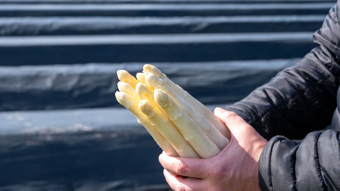 In diesem Jahr können Spargelfans das Edelgemüse länger genießen.