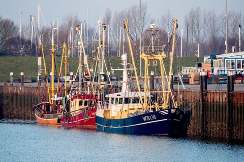 Gemessen am Umsatz meldeten die Krabbenfischer ein "Rekordjahr". Foto: Hauke-Christian Dittrich/dpa