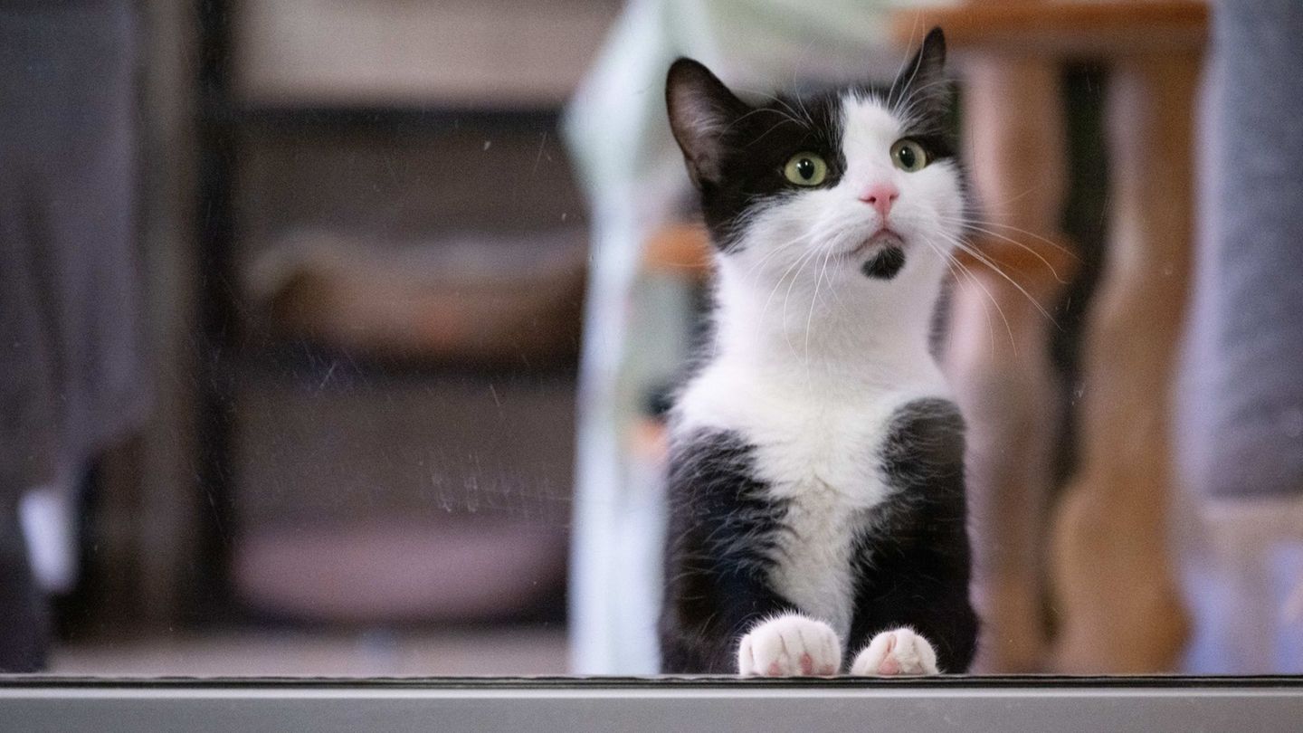 Das Tierheim Dresden hat 2025 mehr als 400 seiner Bewohner an neue Halter vermitteln können. Foto: Sebastian Kahnert/dpa
