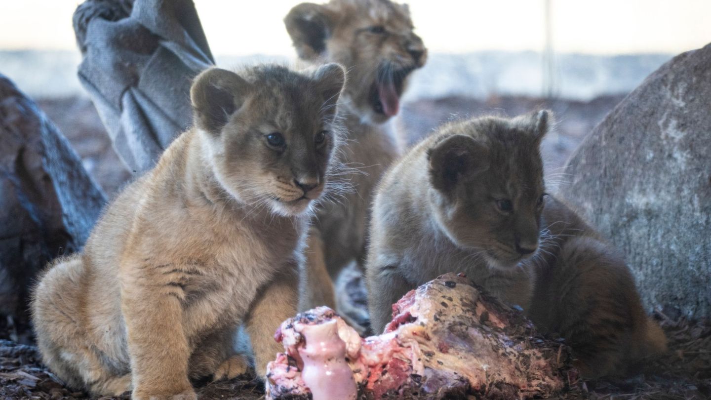 Die Löwen-Babys wurden erstmals im Wintergarten der Öffentlichkeit vorgestellt. Foto: Philip Dulian/dpa