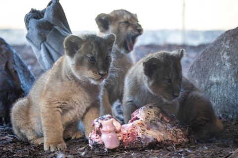 Die Löwen-Babys wurden erstmals im Wintergarten der Öffentlichkeit vorgestellt. Foto: Philip Dulian/dpa