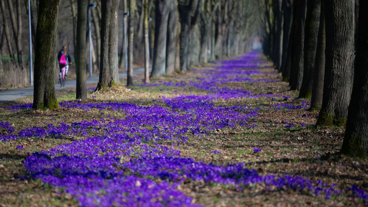 Bremen, Deutschland. Oh, wie schön ist Oberneuland. In dem Bremer Stadtteil hat eine Fotografin der Nachrichtenagentur DPA die blühenden Krokusse in einer Allee festgehalten. Der Frühling ist da, so viel ist sicher.