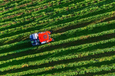 Die Anbaufläche für Wein nimmt ab. (Archivbild) Foto: Philipp von Ditfurth/dpa