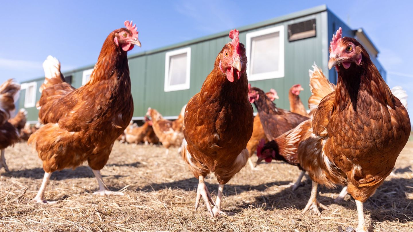 Geflügelkrankheit: Weitere Fälle von Newcastle-Krankheit festgestellt