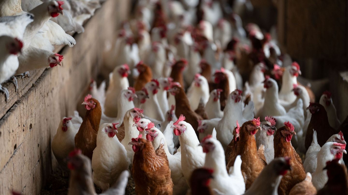 Tierseuchen: Newcastle-Krankheit: Ministerium warnt vor Seuchengefahr