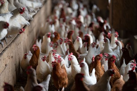 Wegen neuer Ausbrüche der Newcastle-Krankheit in Brandenburg und Bayern warnt Thüringen vor anhaltender Gefahr für Geflügel. (Sy