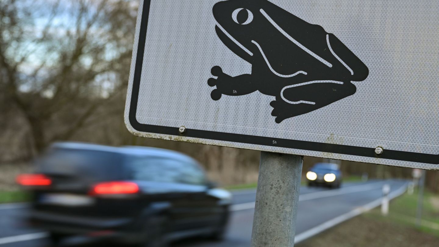 Tiere: Krötenwanderung dürfte nach Pause wieder in Gang kommen