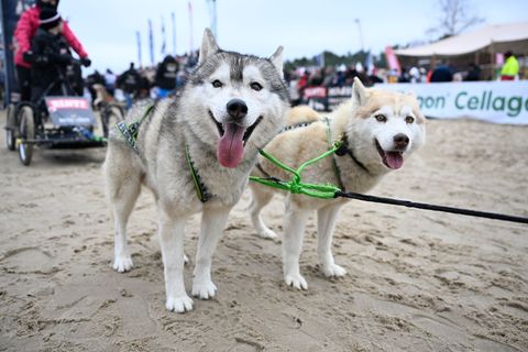 Von Huskys gezogen rasen am Wochenende wieder Prominente über den Strand von Usedom. (Archivbild) Foto: Philip Dulian/dpa