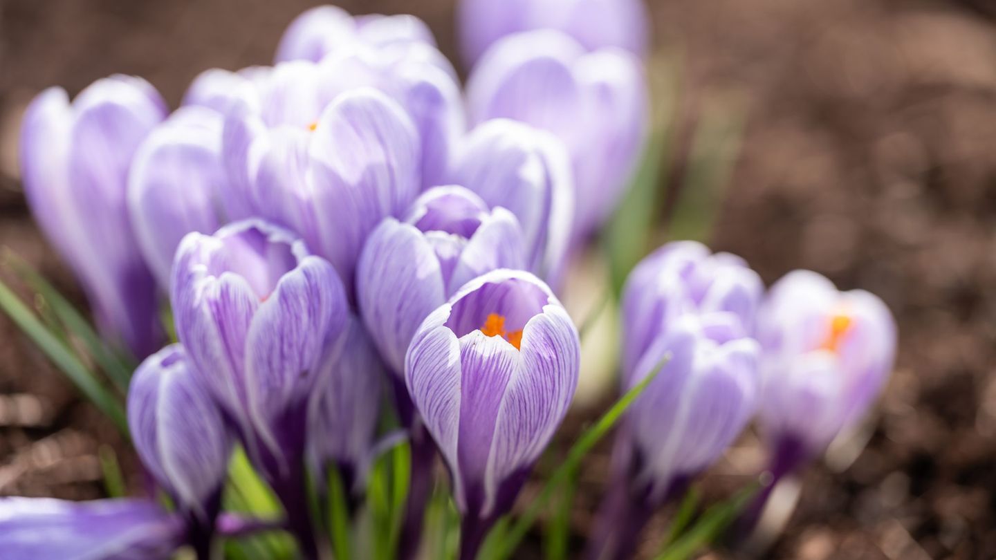 DWD-Vorhersage: Bis zu 20 Grad und Saharastaub im Land