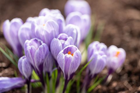 Der Frühling kommt. (Archivbild) Foto: Silas Stein/dpa