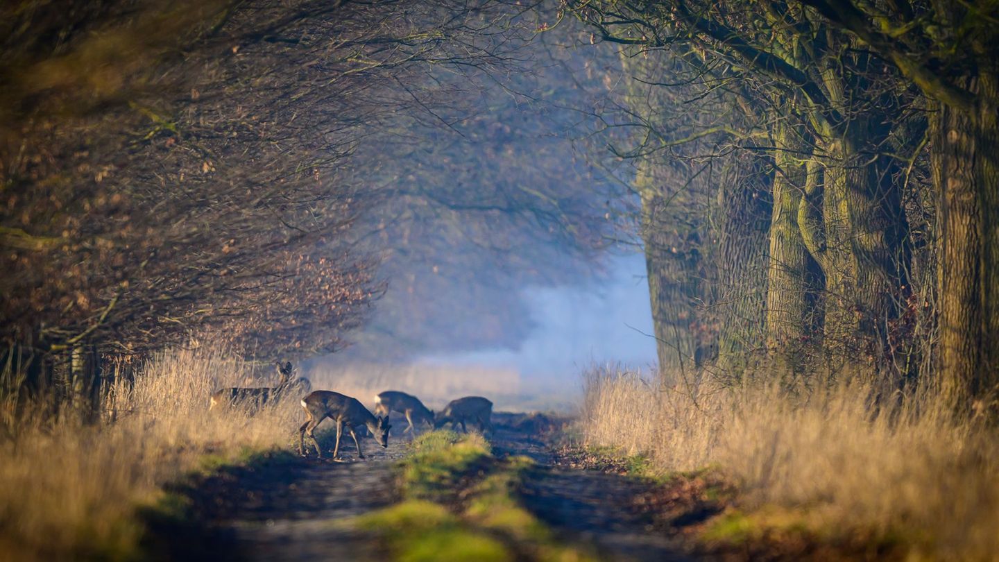 Wetter: Sonne und Frost: So wird das Frühlingswetter am Wochenende