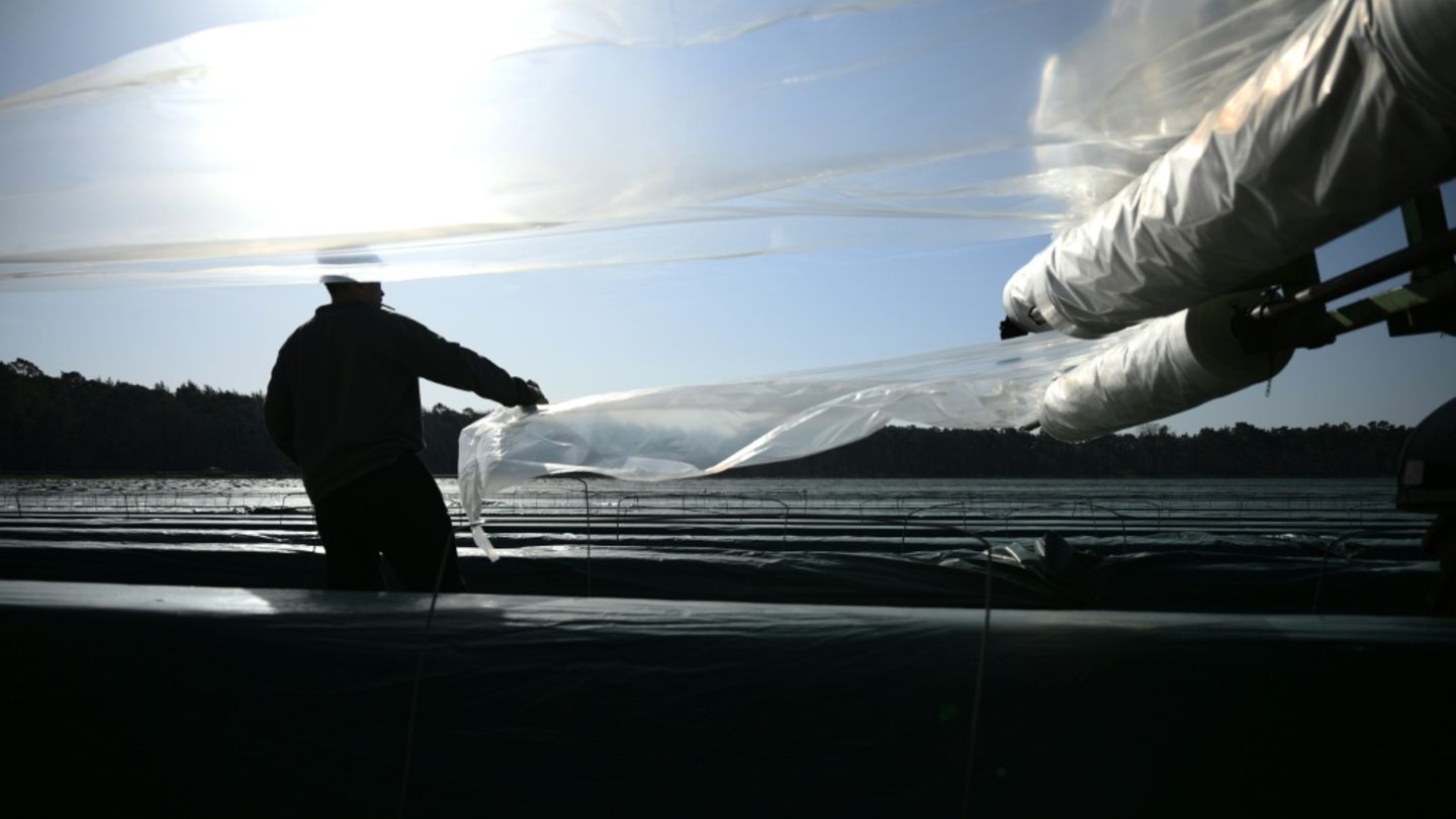 Arbeiter auf Spargelfeld