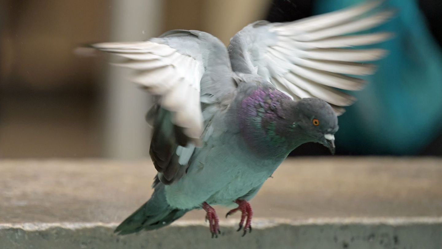 Mindestens 15 Tauben mussten gerettet werden. (Symbolbild) Foto: Malin Wunderlich/dpa