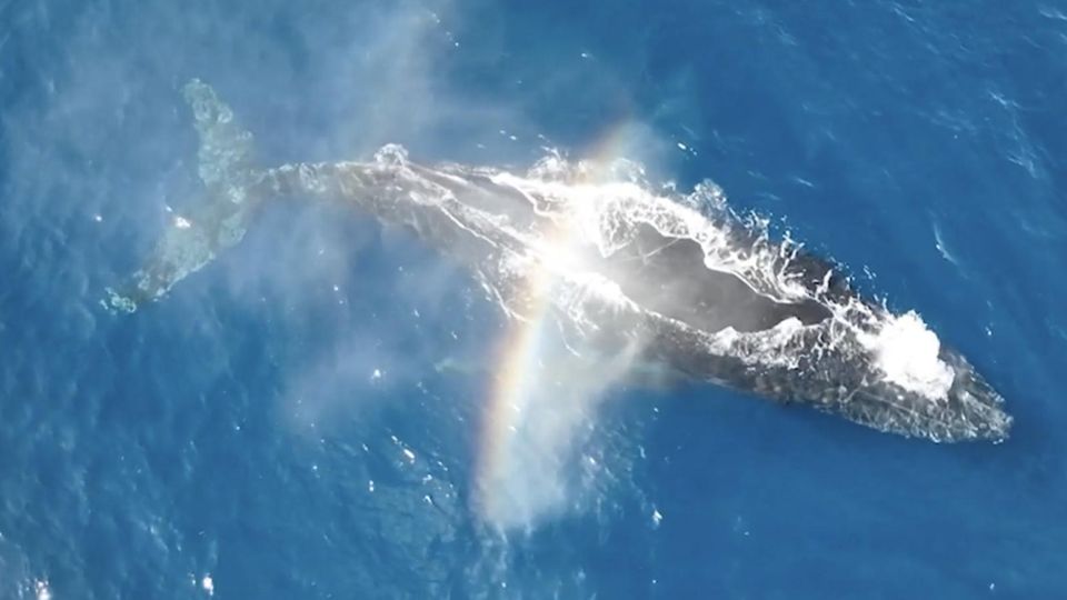 Spektakulärer Effekt: Buckelwal zaubert Regenbogen durch Blasloch