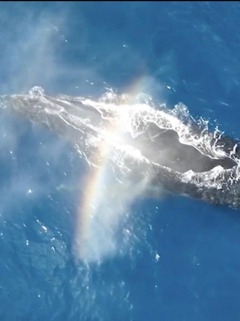 Spektakulärer Effekt: Buckelwal zaubert Regenbogen durch Blasloch