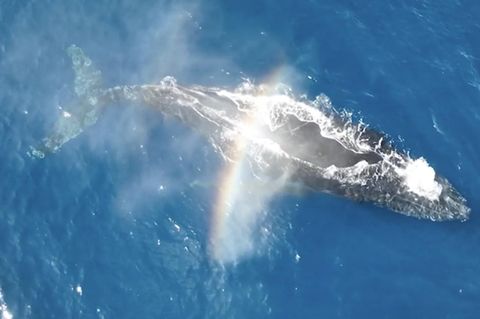 Spektakulärer Effekt: Buckelwal zaubert Regenbogen durch Blasloch
