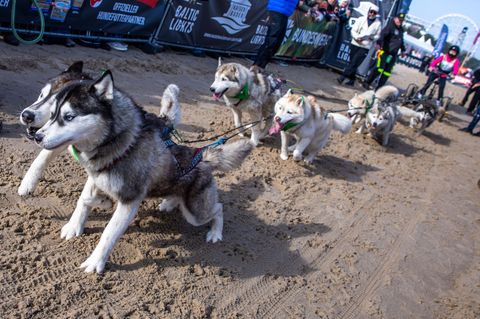 Bei dem Event wird alljährlich Geld für die Welthungerhilfe gesammelt. Foto: Jens Büttner/dpa