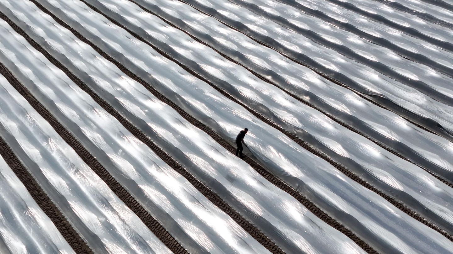 Grieben, Deutschland. Arne Garlipp geht durch die Reihen der Spargeldämme und kontrolliert die gelegte Thermofolie. In Sachsen-Anhalt sind die ersten Arbeiter auf den Spargelfeldern und arbeiten an den Dämmen und den Folien. Bis zum ersten Spargelstich wird es aber noch einige Zeit dauern. Auf den Feldern des Spargelhofs Garlipp Spargel erwartet man den ersten Stich in der letzten Märzwoche.