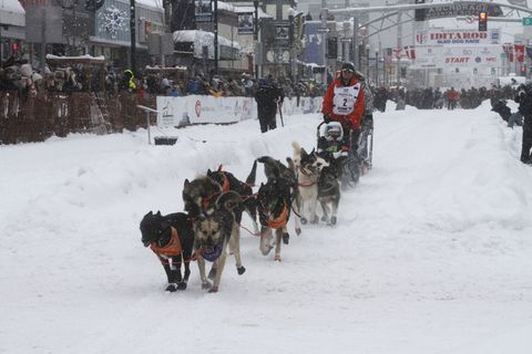 Das Schlittenhunderennen Iditarod ist gestartet. Foto: Mark Thiessen/AP/dpa