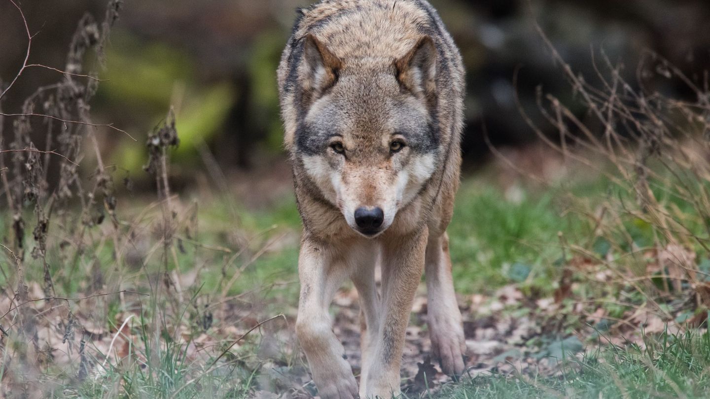 Fünf ansässige Wolfsrudel wurden zuletzt in Rheinland-Pfalz gezählt. (Symbolbild) Foto: Julian Stratenschulte/dpa