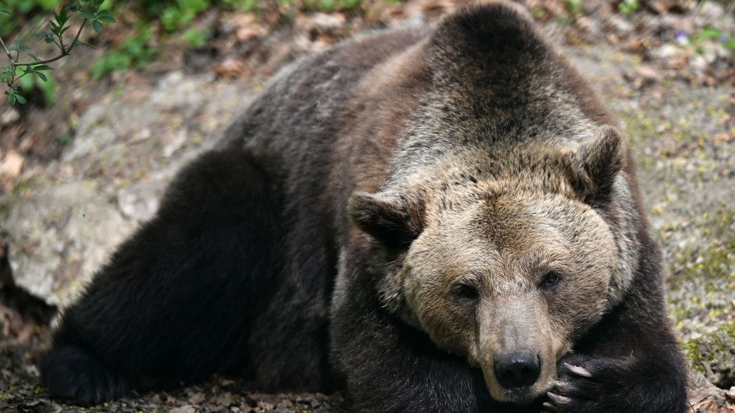 Sie sind noch träge: Bis die Bären im Alternativen Bärenpark Worbis mit ihrem Winterschlaf komplett durch sind, dauert es noch.