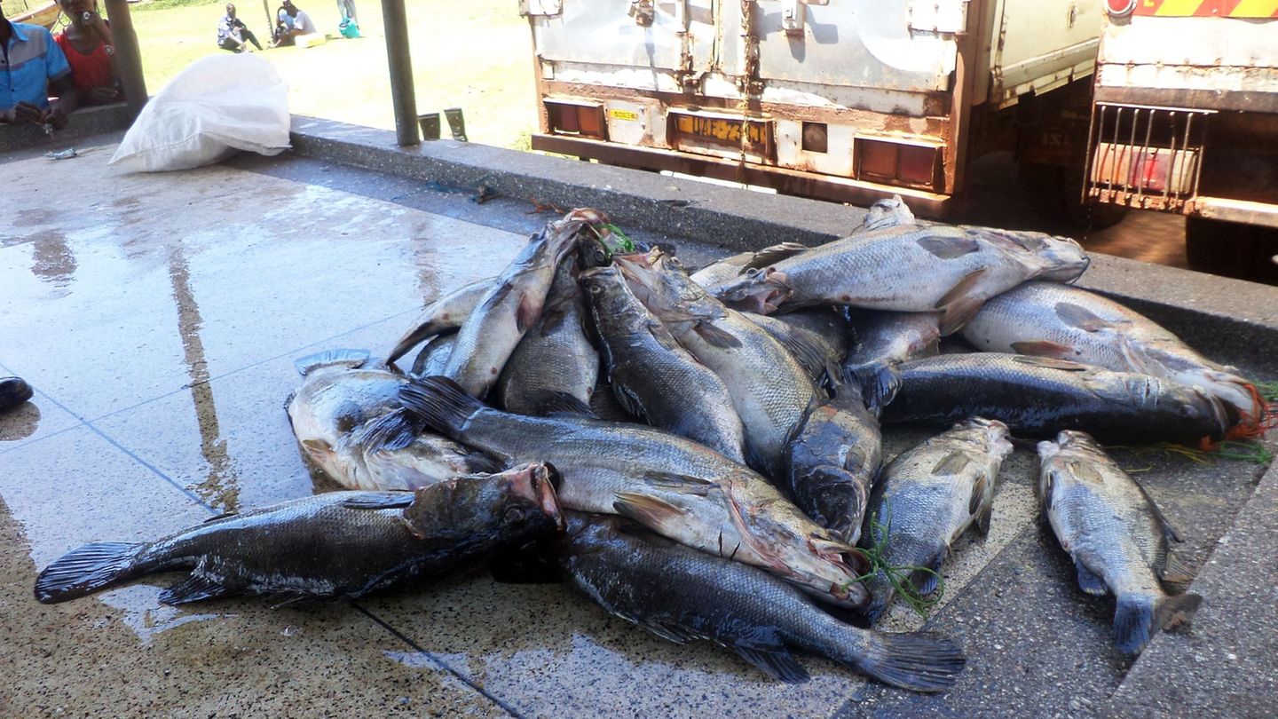 Mittelgroße Nilbarsche aus dem Viktoriasee. (Archivbild) Foto: picture alliance / dpa