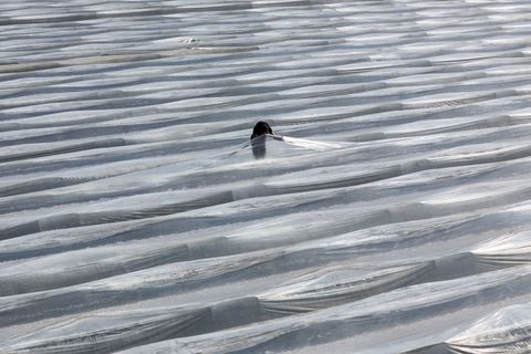 Je nach Wetterlage könnte Ende März oder Anfang April der erste Spargel gestochen werden. Foto: Peter Gercke/dpa