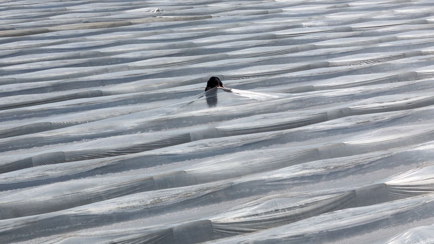 Landwirtschaft: Spargelbauern hoffen auf frühen Saisonstart