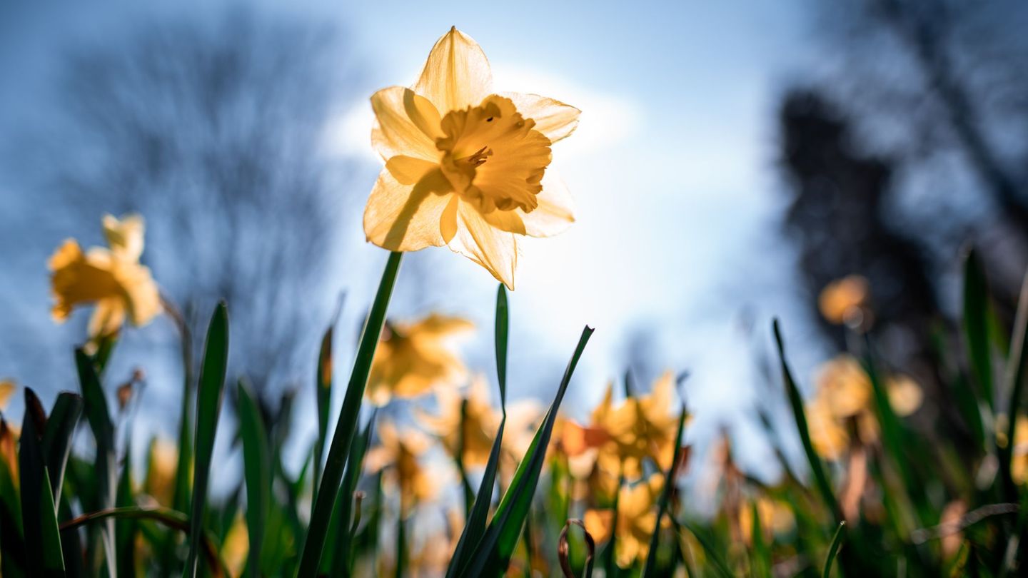 Die Osterglocken blühen. Die neue Woche startet in NRW mild und sonnig mit Werten bis 19 Grad am Montag. Foto: Fabian Strauch/dp