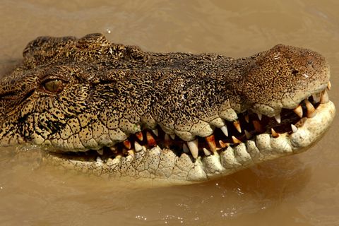 Salzwasserkrokodil in Australien