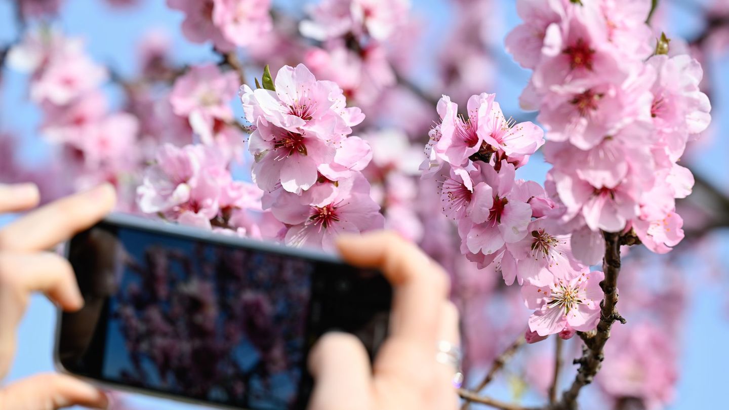 Blühende Mandelbäume sind echte Hingucker. (Archivbild) Foto: Uwe Anspach/dpa