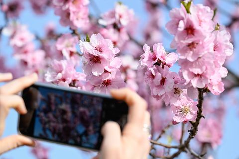 Blühende Mandelbäume sind echte Hingucker. (Archivbild) Foto: Uwe Anspach/dpa