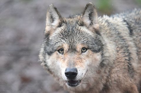 Es ist noch unklar, ob die Ausnahmegenehmigung zum Abschuss des Wolfs im Nordschwarzwald verlängert wird. (Symbolbild) Foto: Ber